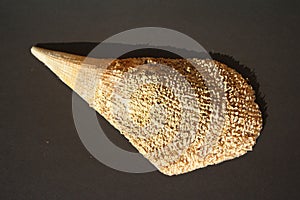 Pinna nobilis, noble pen shelsl, macro photography, closeup