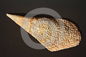 Pinna nobilis, noble pen shelsl, macro photography, closeup