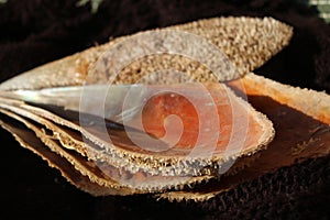 Pinna nobilis, noble pen shelsl, macro photography, closeup photo