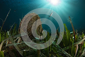 Pinna nobilis and Posidonia Oceanica in Sun-Kissed Waters