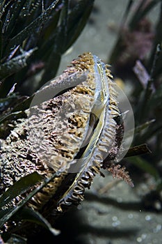 Pinna nobilis (seafood, muscles)