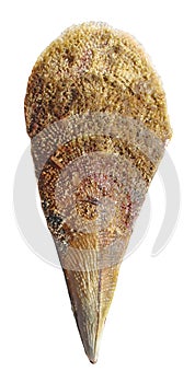 Pinna nobilis shell isolated photo