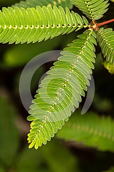 Pinna of a Shameplant Leaf