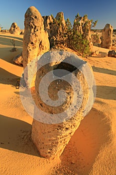 Pinnacles Desert,West Australia photo