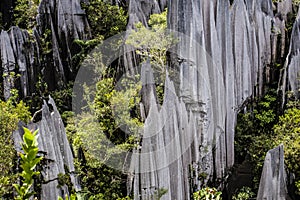 Pinnacles in Gunung Mulu National Park Borneo Malasia. photo