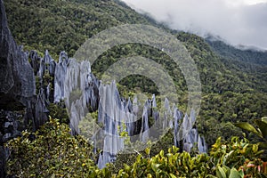 Pinnacles in Gunung Mulu National Park Borneo Malasia. photo