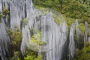 Pinnacles at Mulu National Park in Sarawak