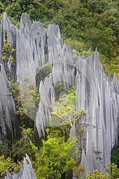 Pinnacles at Mulu National Park in Sarawak