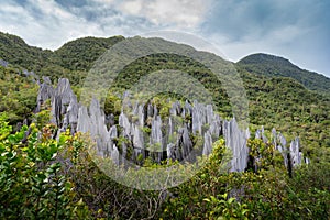 Pinnacles at Mulu National Park in Sarawak