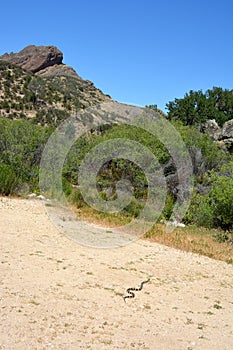 Pinnacles national park California King Snake