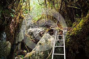 Pinnacles trek in gunung mulu national park