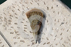 Pinnas shell or pinna nobilis