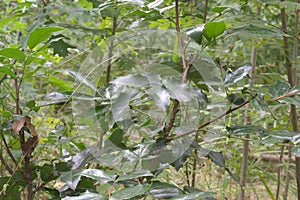 Pinnate leaves of the Oregon grape Mahonia aquifolium closeup