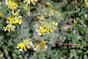 Pinnate Lotus (Hosackia pinnata)