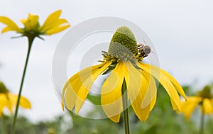 Pinnate prairie coneflower, Ratibida pinnata, flower with honeybee
