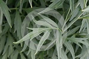 Pinnate prairie coneflower, Ratibida pinnata, pinnately divided leaves