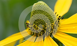 Pinnate prairie coneflower, Ratibida pinnata, flower cone close-up