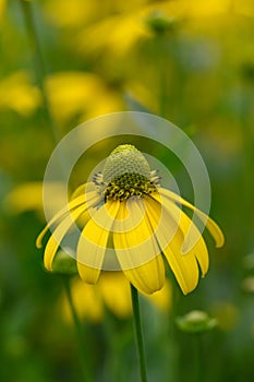 Pinnate prairie coneflower Ratibida pinnata yellow flower in close-up