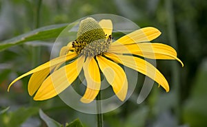 Pinnate prairie coneflower, Ratibida pinnata, yellow flower with high cone