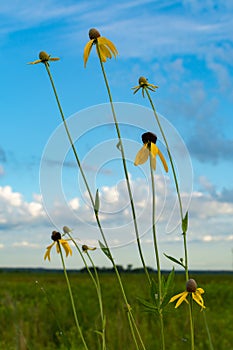 Pinnate Prairie Coneflowers