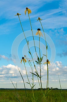 Pinnate Prairie Coneflowers