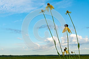 Pinnate Prairie Coneflowers