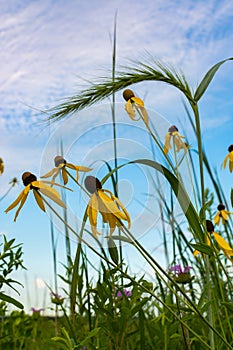 Pinnate Prairie Coneflowers