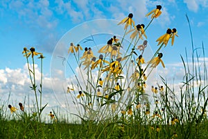 Pinnate Prairie Coneflowers