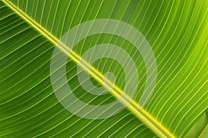 Pinnate venation on green banana leaf Background concept for health