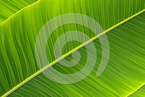 Pinnate venation on green banana leaf Background concept for health