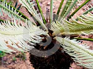 The pinnately compound leaves of Cycas siamensis plant with water droplet