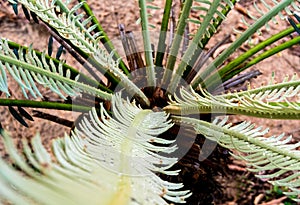 The pinnately compound leaves of Cycas siamensis plant with water droplet