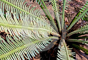 The pinnately compound leaves of Cycas siamensis plant with water droplet