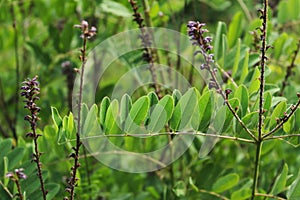 Pinnately leaves of the Amorpha plant