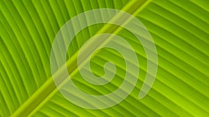 Pinnately parallel venation stripes on surface of green banana leaf