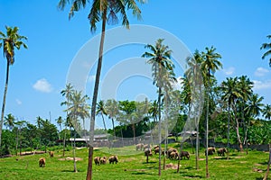 Pinnawala elephant orphanage photo