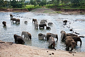 Pinnawala elephant orphanage photo