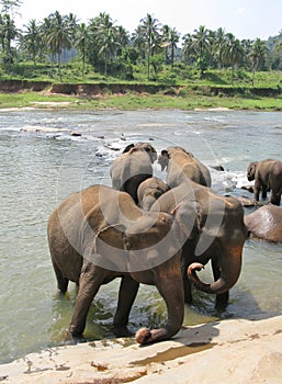 Pinnawala elephant orphanage photo