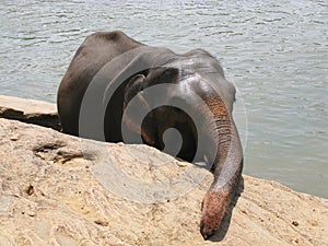 Pinnawala elephant orphanage