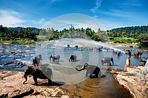 Pinnawala elephant orphanage, national park in Sri Lanka. Group of elephants bathing in river.