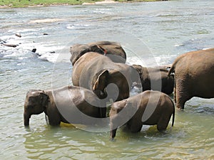 Pinnawala elephant orphanage in Sri Lanka