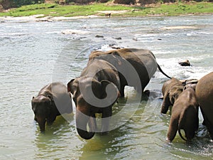 Pinnawala elephant orphanage in Sri Lanka