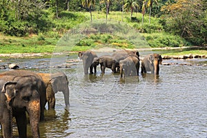 Pinnawala orphanage Sri Lanka Asian Elephants in chains