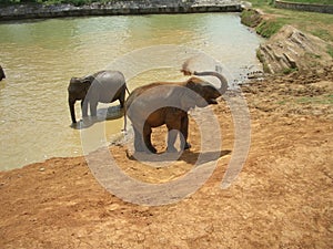 Pinnawela Elephant Orphanage 1 photo