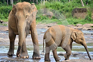 Pinnawela elephant orphanage