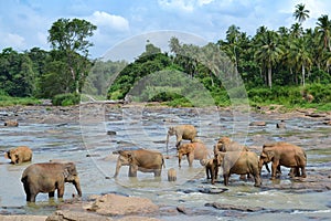 Pinnawela elephant orphanage, herd of elephants in the river, Pinnawela photo