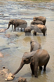 Pinnawela Elephant Orphanage in Sri Lanka