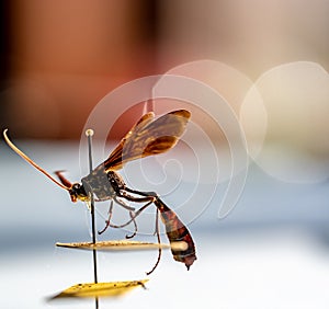 pinned ichneumon wasp specimen in an entomology insect collection