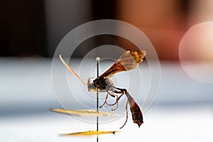 pinned ichneumon wasp specimen in an entomology insect collection