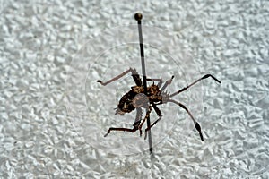 Pinned macro of a squash bug nymph in an insect entomology collection